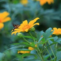 Ôn tập cuối học kì 2 Tiếng Việt lớp 2 - Tiết 7 + 8