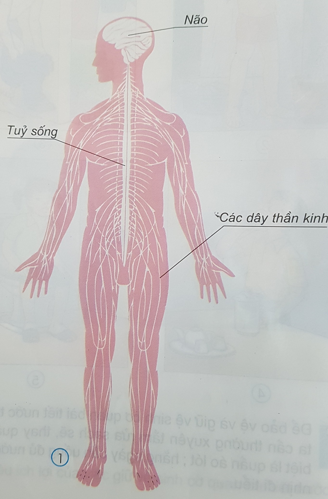 Giải bài tập SGK môn Tự nhiên xã hội 3 bài 12: Cơ quan thần kinh