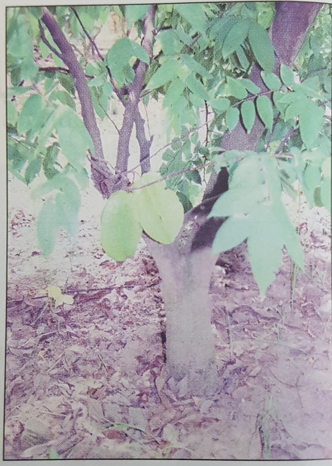 Giải bài tập SGK môn Tự nhiên xã hội 3 bài 40: Thực vật