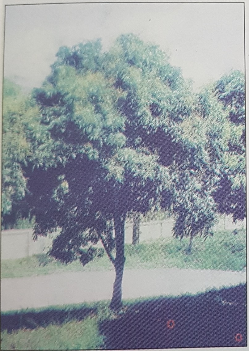 Giải bài tập SGK môn Tự nhiên xã hội 3 bài 41: Thân cây