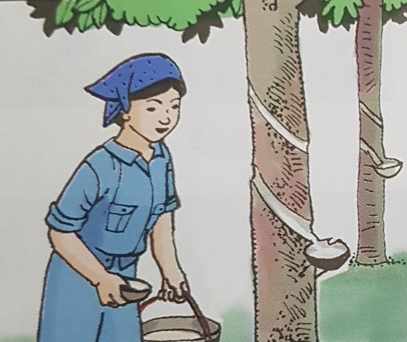 Giải bài tập SGK môn Tự nhiên xã hội 3 bài 42: Thân cây (Tiếp theo)