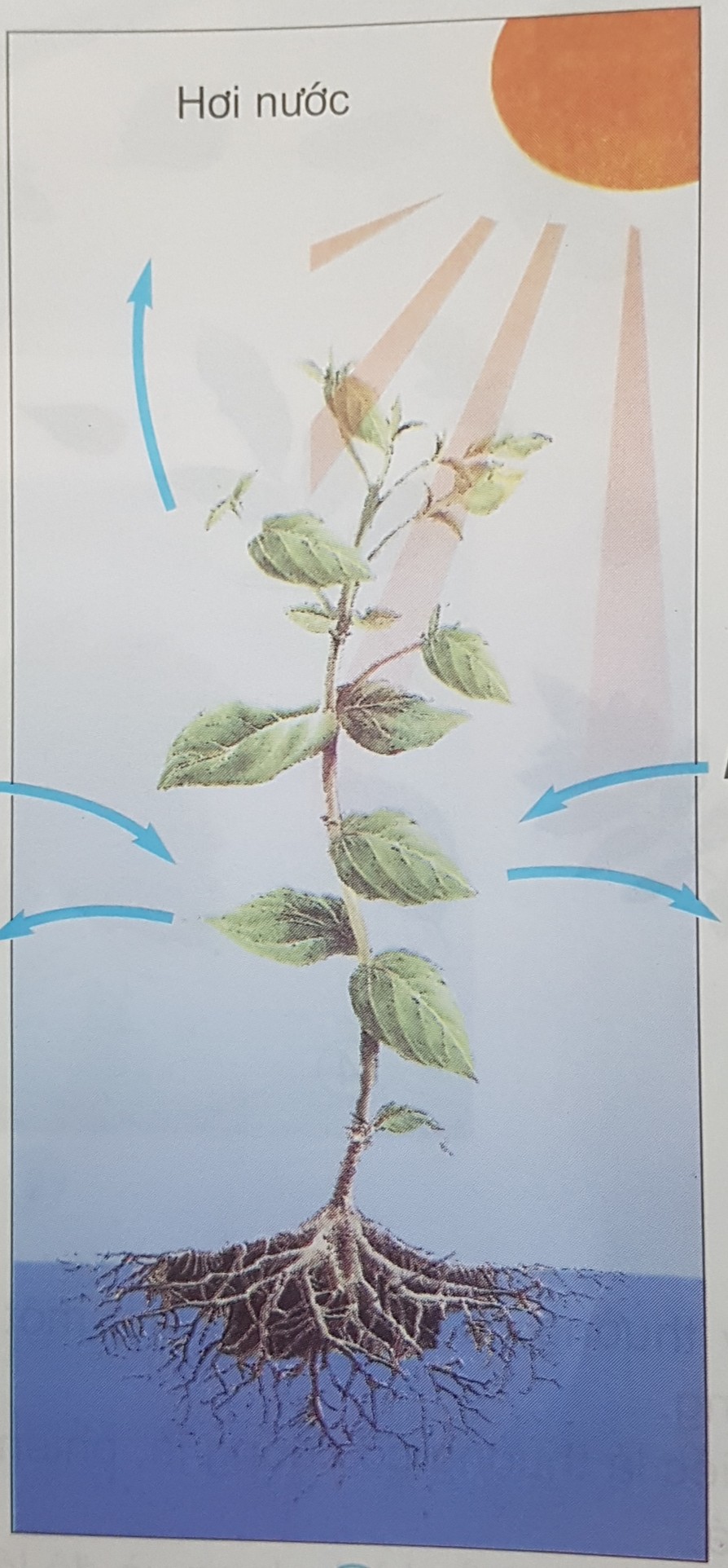 Giải bài tập SGK môn Tự nhiên xã hội 3 bài 46: Khả năng kì diệu của lá cây