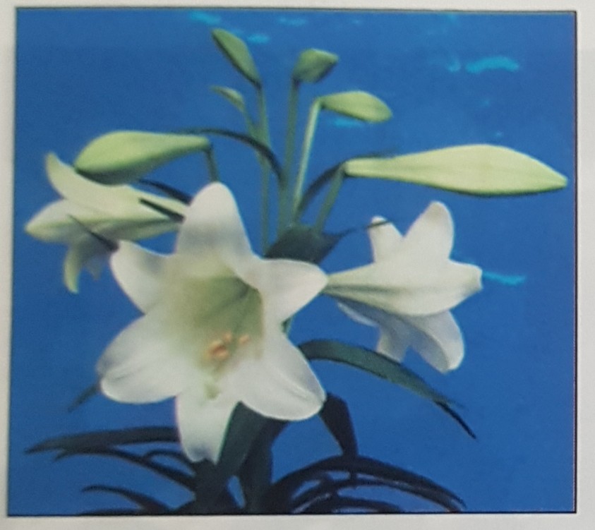 Giải bài tập SGK môn Tự nhiên xã hội 3 bài 47: Hoa