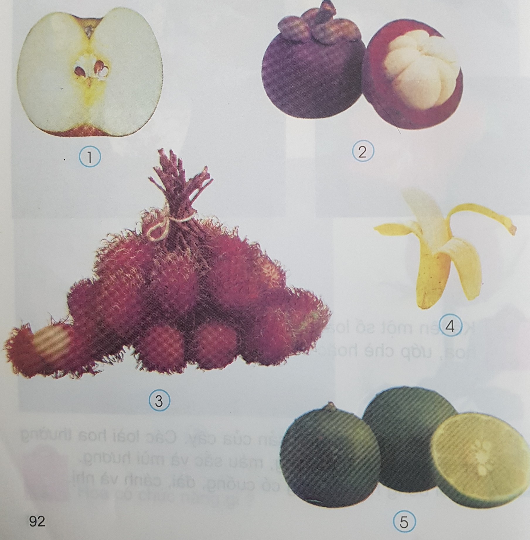 Giải bài tập SGK môn Tự nhiên xã hội 3 bài 48: Quả