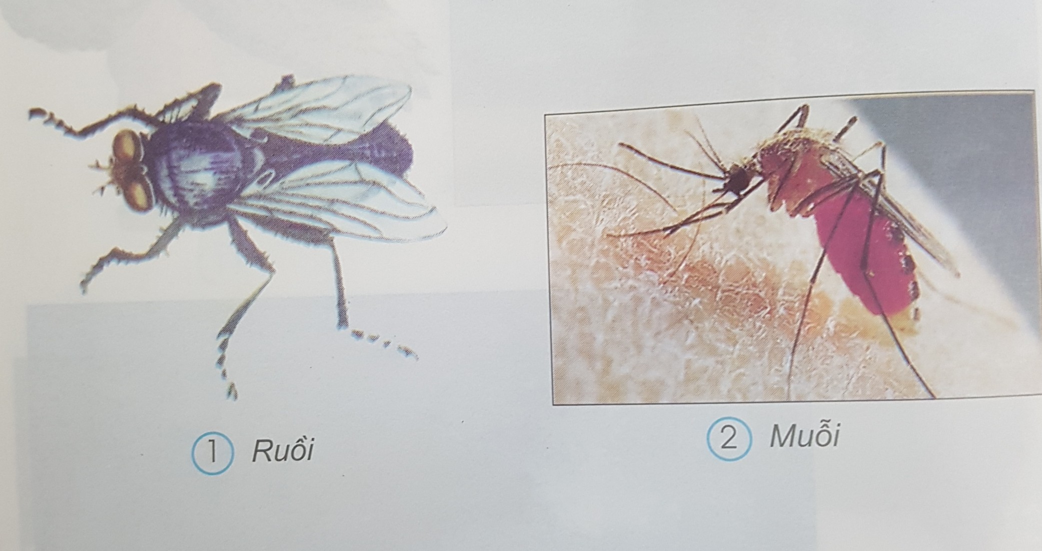 Giải bài tập SGK môn Tự nhiên xã hội 3 bài 50: Côn trùng