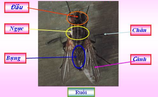 Giải bài tập SGK môn Tự nhiên xã hội 3 bài 50: Côn trùng