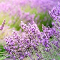 Đề thi học kì 2 môn Tin học lớp 4 trường Tiểu học Nghĩa Dõng, Quảng Ngãi năm học 2017 - 2018