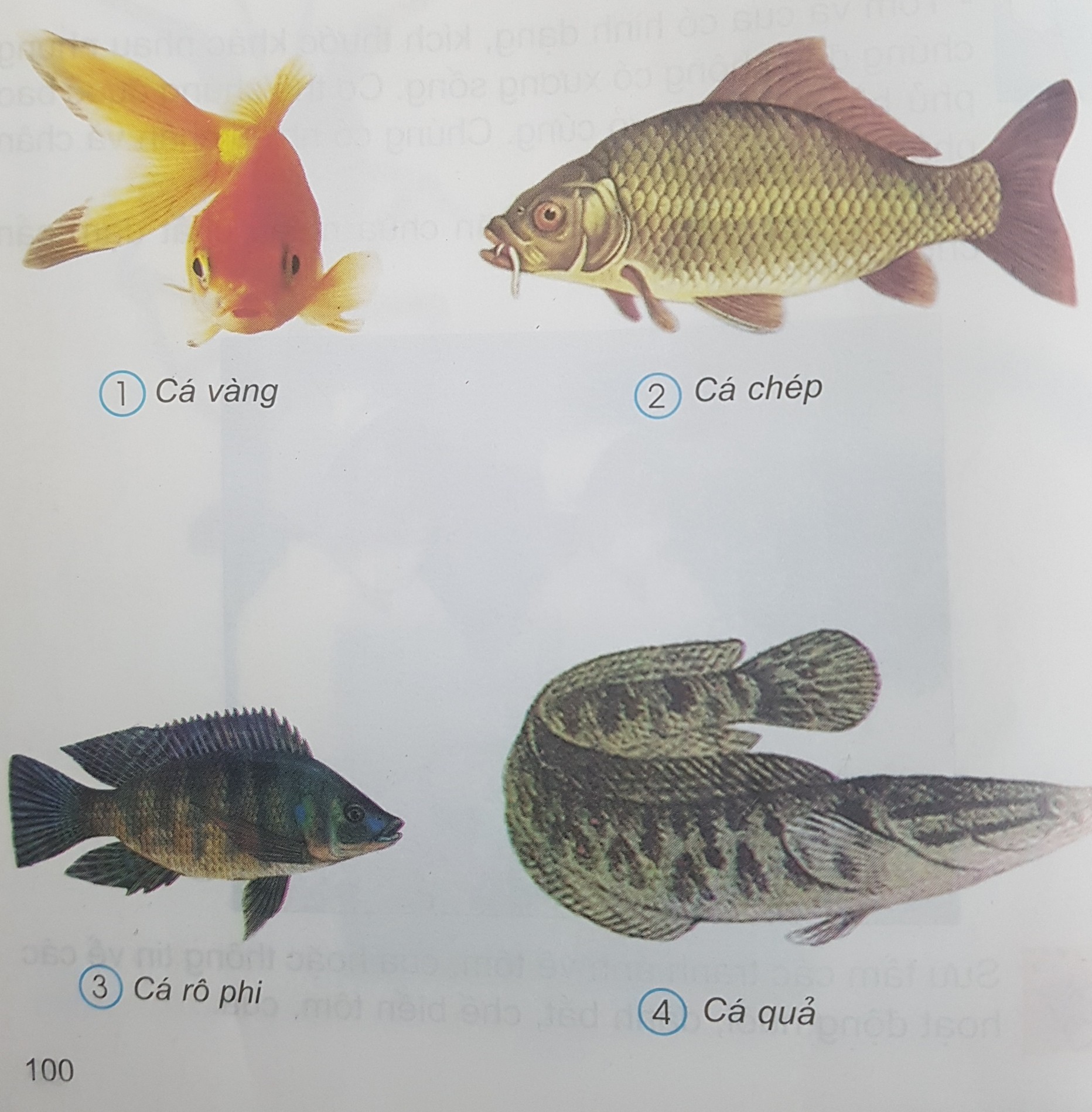 Giải bài tập SGK môn Tự nhiên xã hội 3 bài 52: Cá