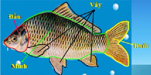 Giải bài tập SGK môn Tự nhiên xã hội 3 bài 52: Cá