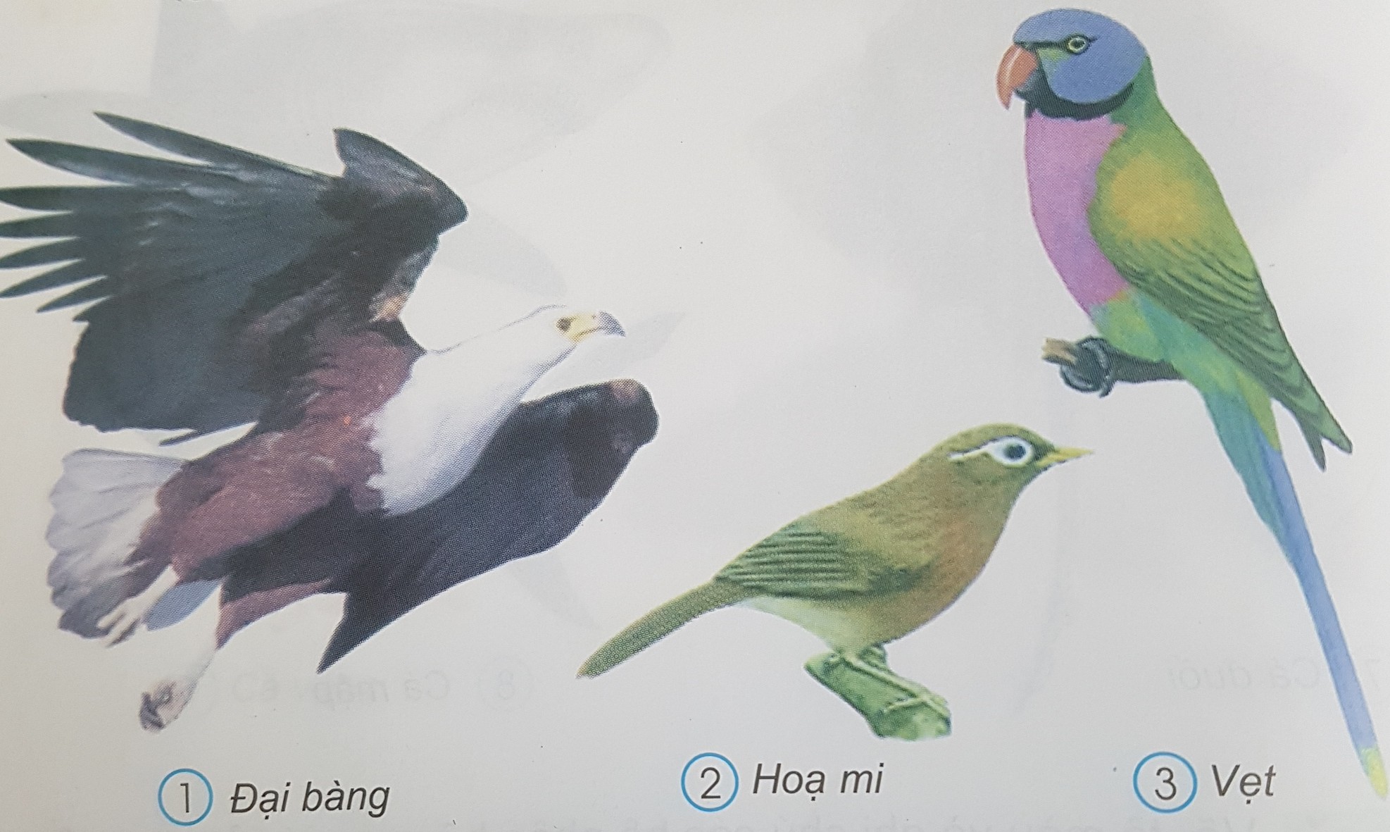 Giải bài tập SGK môn Tự nhiên xã hội 3 bài 53: Chim