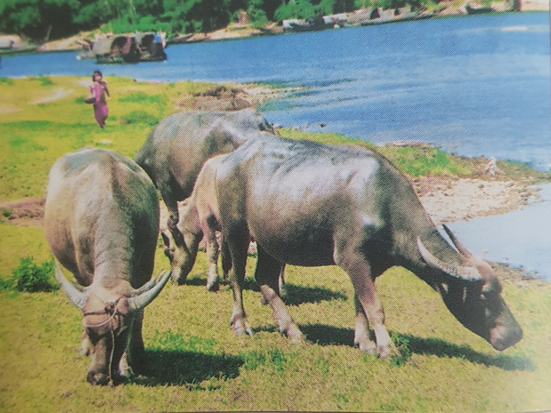 Giải bài tập SGK môn Tự nhiên xã hội 3 bài 54: Thú