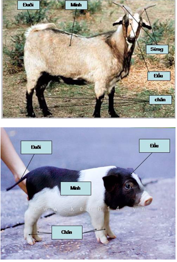 Giải bài tập SGK môn Tự nhiên xã hội 3 bài 54: Thú