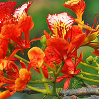 Giải vở bài tập Toán 3 bài 21: Luyện tập nhân số có hai chữ số với số có một chữ số (có nhớ)