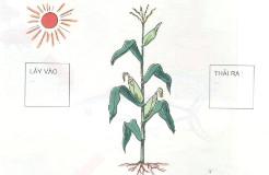 Giải bài tập Khoa học lớp 4