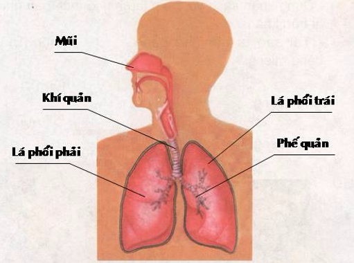 Giải vở bài tập môn Tự nhiên xã hội 3 bài 1: Hoạt động thở và cơ quan hô hấp