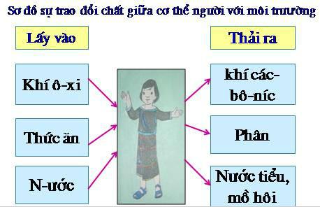 Giải SGK Khoa học 4