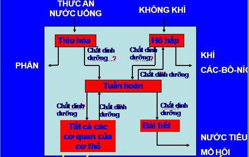 Giải SGK Khoa học 4