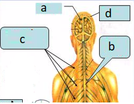 Giải vở bài tập môn Tự nhiên xã hội 3 bài 12: Cơ quan thần kinh