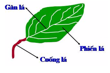 Giải vở bài tập môn Tự nhiên xã hội 3 bài 45: Lá cây