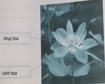 Giải vở bài tập môn Tự nhiên xã hội 3 bài 47: Hoa