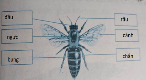 Giải vở bài tập môn Tự nhiên xã hội 3 bài 50: Côn trùng