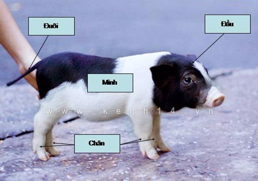 Giải vở bài tập môn Tự nhiên xã hội 3 bài 54: Thú