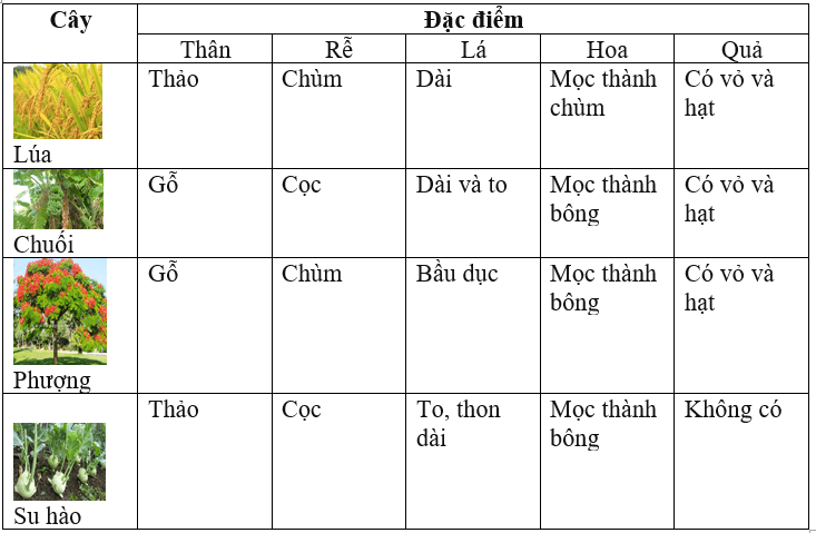 Giải vở bài tập môn Tự nhiên xã hội 3 bài 56-57: Thực hành: Đi thăm thiên nhiên