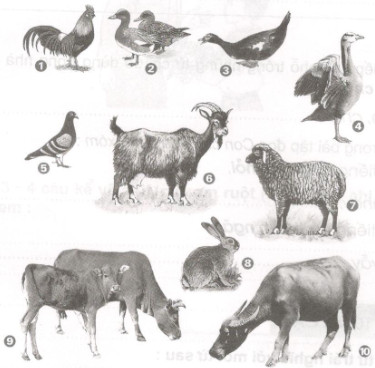 Giải vở bài tập Tiếng Việt 2 tuần 16: Luyện từ và câu