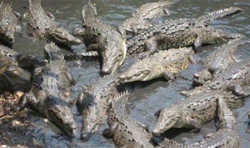 Đố vui hài hước