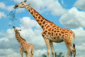 Trắc nghiệm kiến thức chung