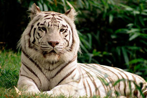 Trắc nghiệm kiến thức chung