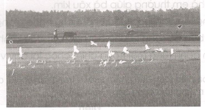 Giải vở bài tập Tiếng Việt 3 tuần 22: Chính tả