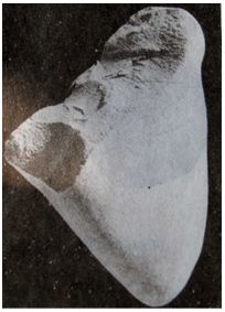 Lý thuyết Lịch sử 10 bài 13: Việt Nam thời nguyên thủy