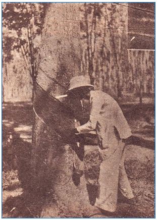 Lý thuyết Lịch sử 11 bài 22: Xã hội Việt Nam trong cuộc khai thác lần thứ nhất của thực dân Pháp