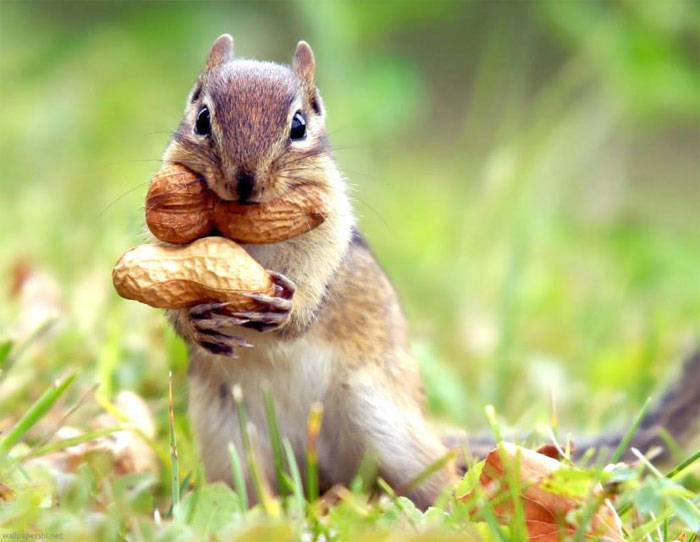 Bạn là ai trong TWICE