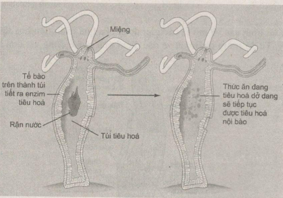 Giải bài tập SBT Sinh học 11: Bài tập có lời giải trang 23