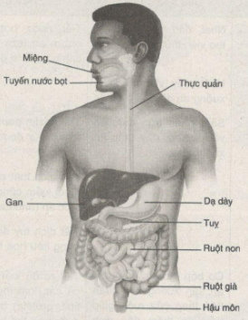 Giải bài tập SBT Sinh học 11: Bài tập có lời giải trang 23