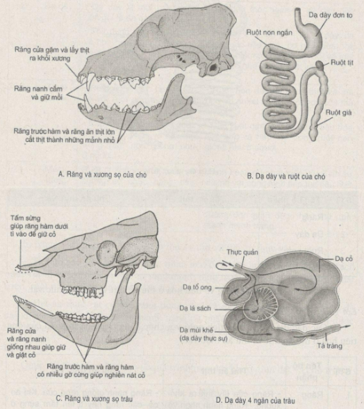 Giải bài tập SBT Sinh học 11: Bài tập có lời giải trang 23