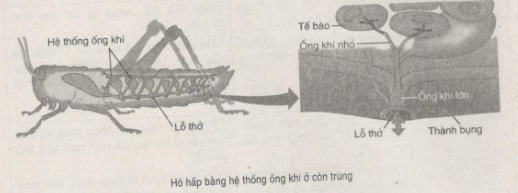 Giải bài tập SBT Sinh học 11: Bài tập có lời giải trang 23