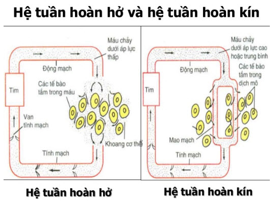 Giải bài tập SBT Sinh học 11: Bài tập có lời giải trang 23
