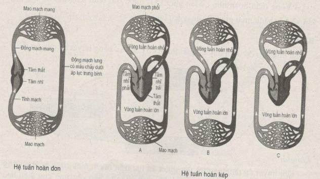 Giải bài tập SBT Sinh học 11: Bài tập có lời giải trang 23