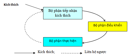 Giải bài tập SBT Sinh học 11: Bài tập có lời giải trang 23