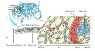 Giải SBT Sinh học 12: Bài tập trắc nghiệm trang 153