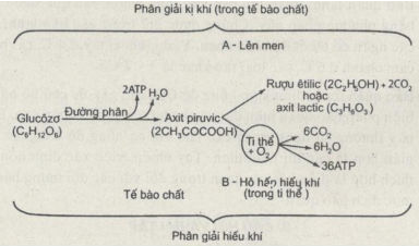 Giải bài tập SBT Sinh học 11: Bài tập tự giải trang 15