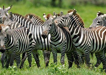 Trắc nghiệm đoán tên động vật