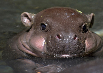 Trắc nghiệm đoán tên động vật