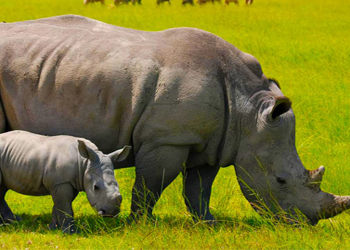 Trắc nghiệm đoán tên động vật