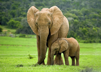 Trắc nghiệm đoán tên động vật