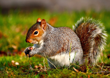 Trắc nghiệm đoán tên động vật