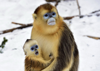 Trắc nghiệm đoán tên động vật